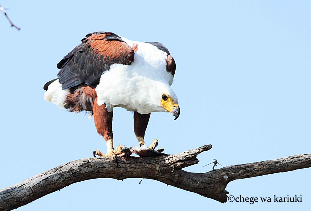 African Fish Eagle