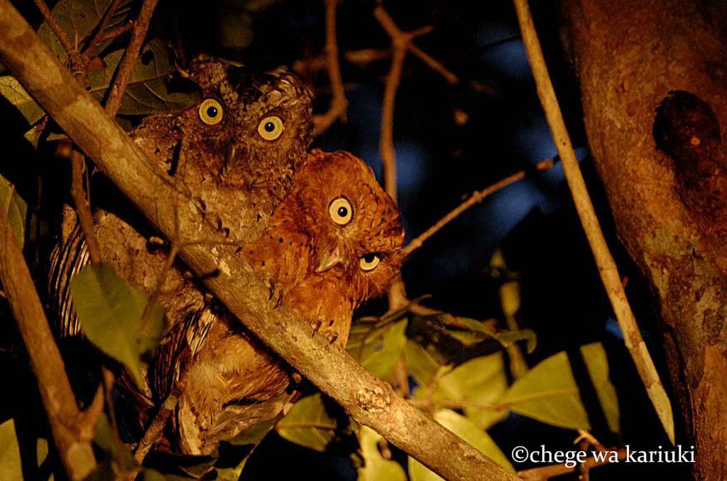 Sokoke Scops-Owl