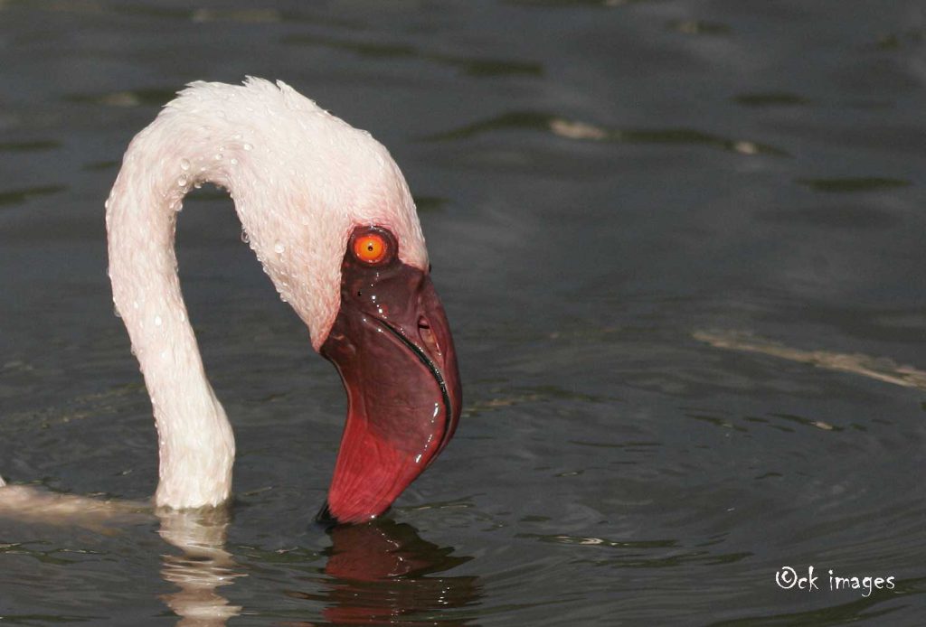 Lesser Flamingo