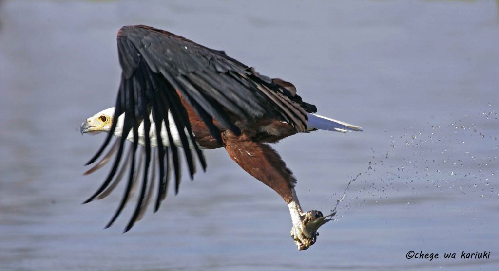 African Fish Eagle