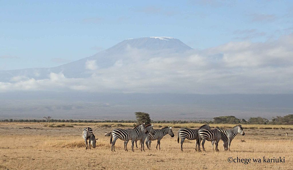 Common Zebra