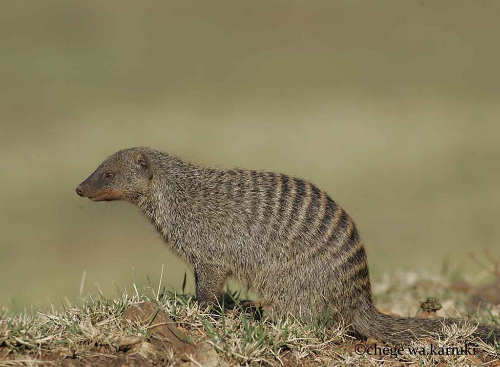 Banded Mongoose