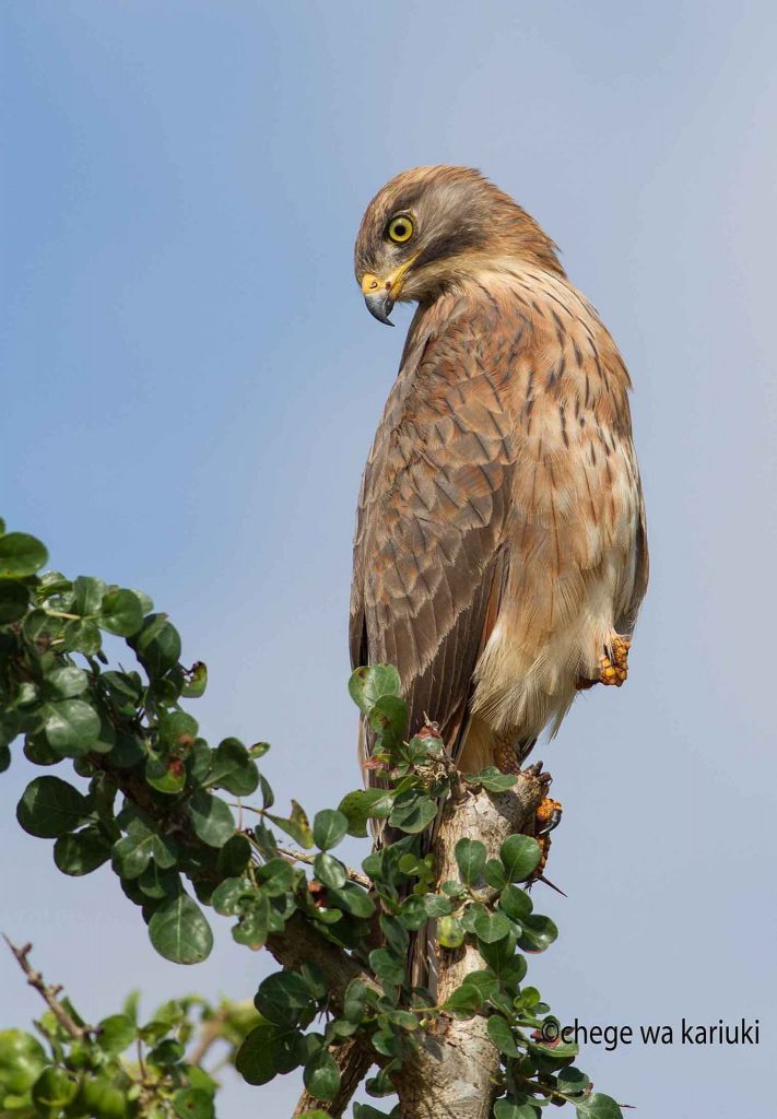 Birding Tour: Grasshopper Buzzard