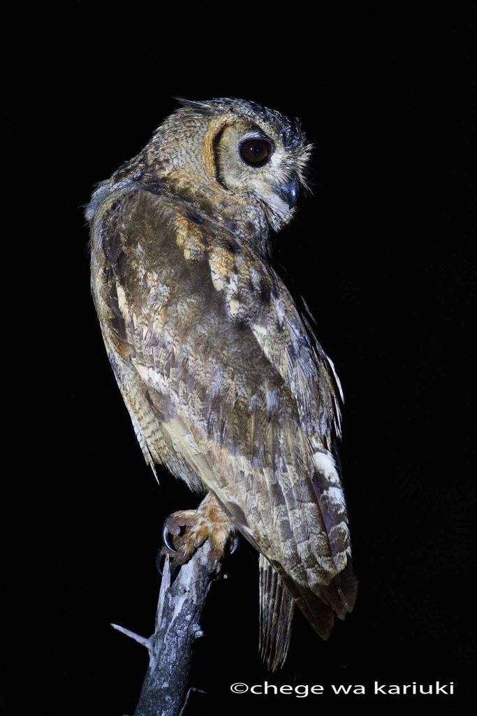 Spotted Eagle-Owl