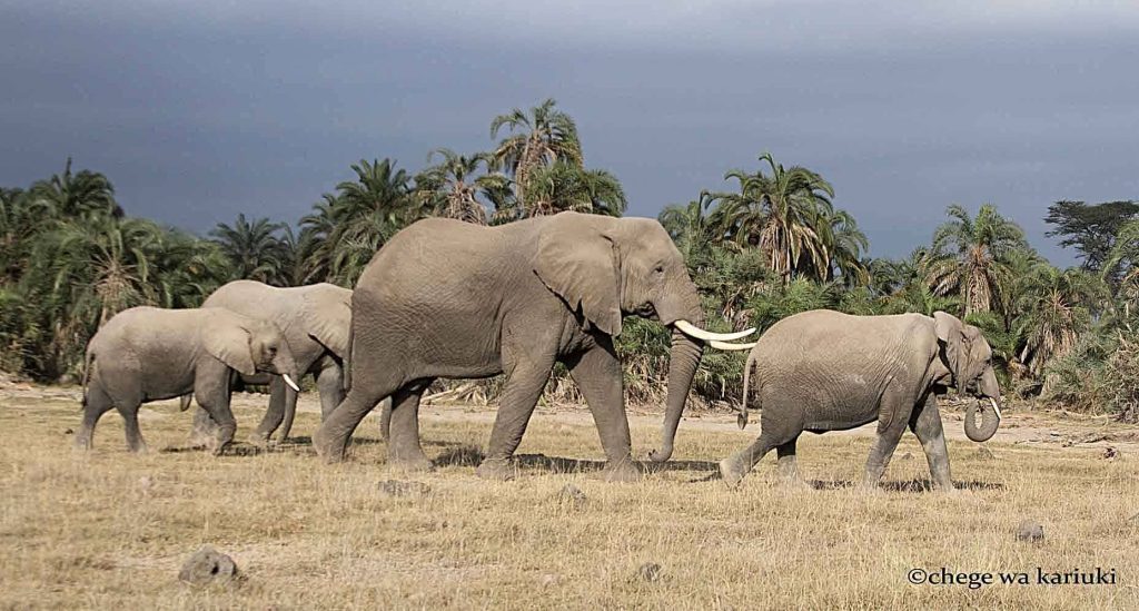 African Elephant