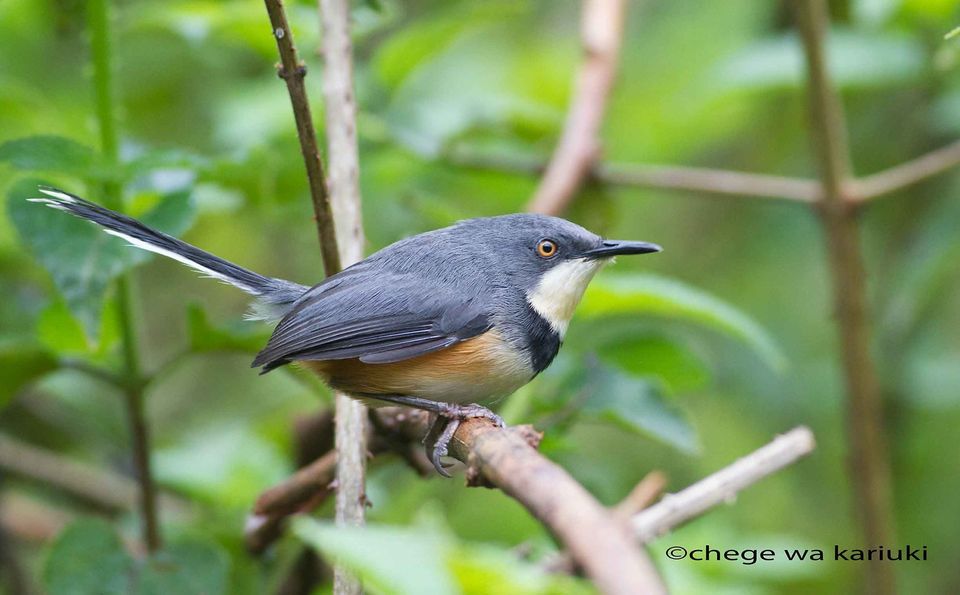 Black-collared Apalis on an African Birding Tour