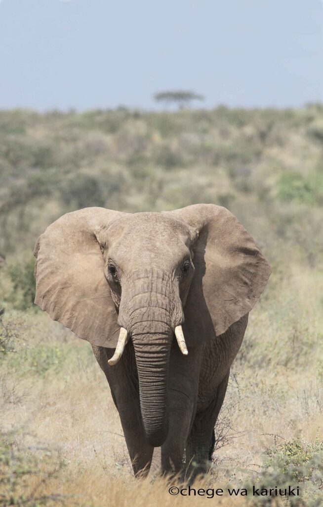 African Elephant