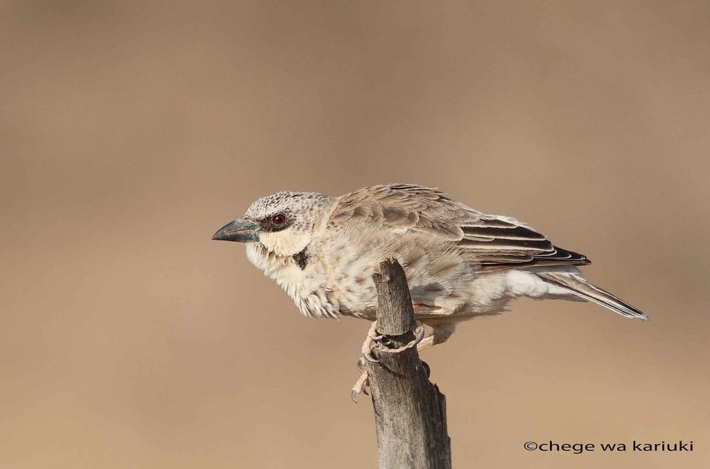 Donaldson-Smith's Sparrow-Weaver on a Kenya Birding Tour