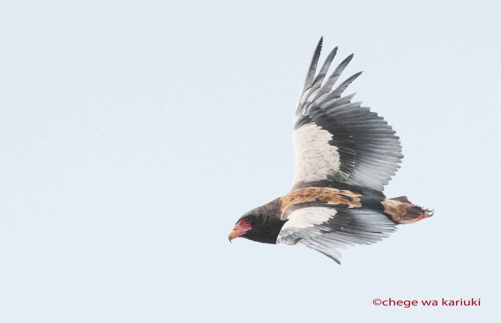 Birding Tour: Bateleur