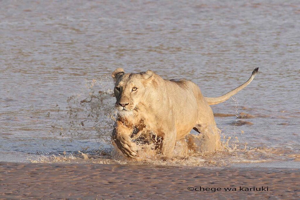 Lioness