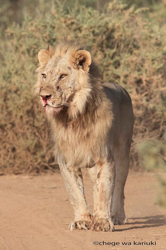 Lion on a Kenya Birding Tour