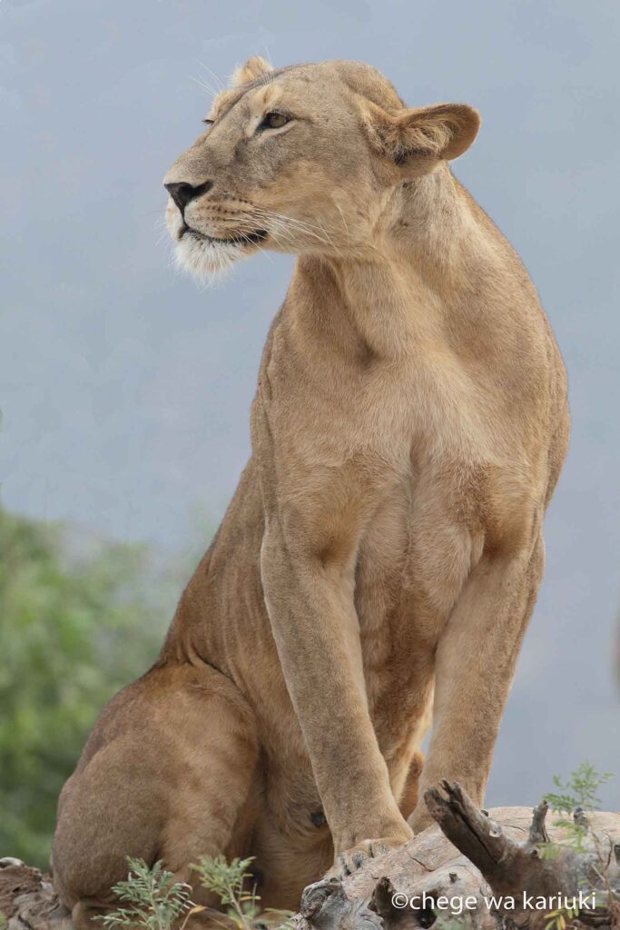 Lioness