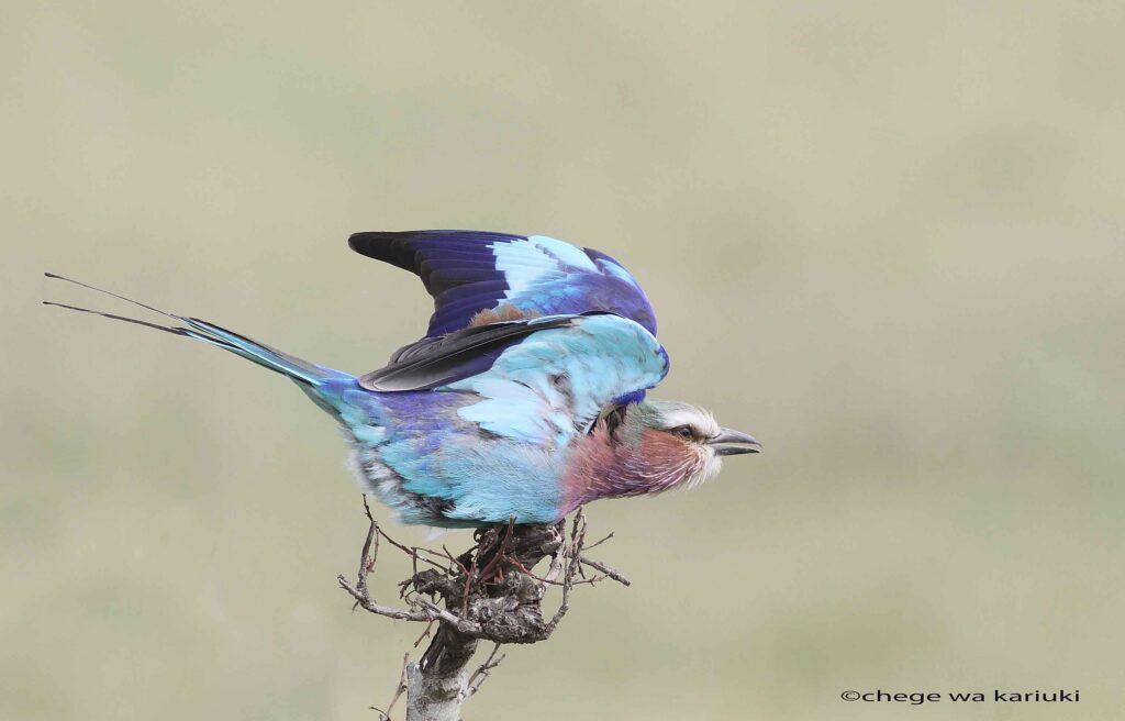 Lilac-breasted Roller