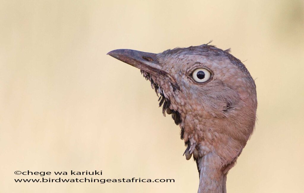 Birding Tour: Buff-crested Bustard