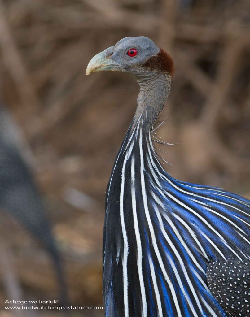 Vulturine Guineafowl