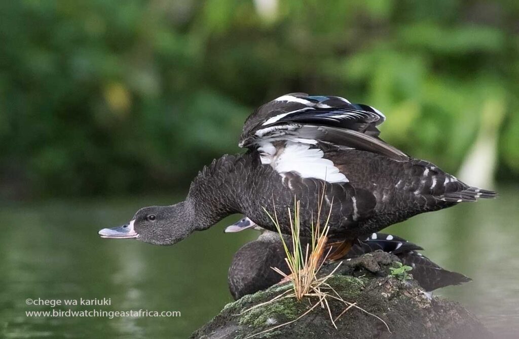 Kenya Bird Tour: African Black Duck