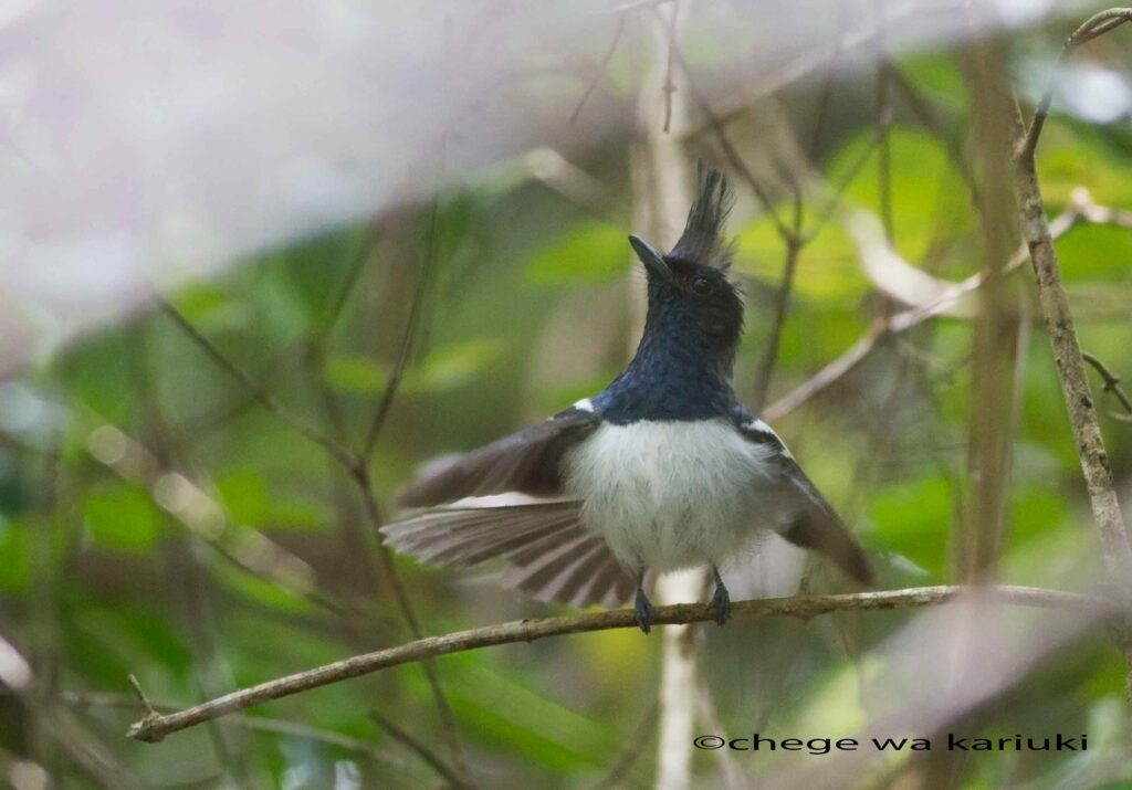 Birding Tour: Blue-mantled Crested Flycatcher