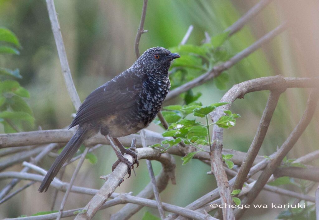 Kenya Bird Tour: Hinde's Pied Babbler