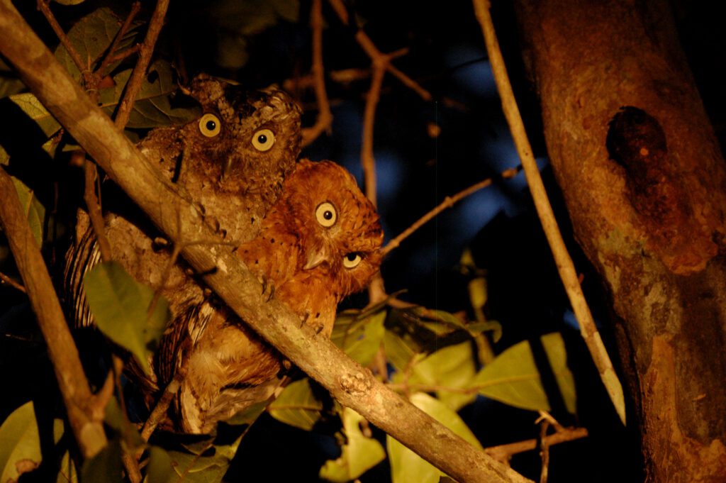 We'll trck down this rare Sokoke Scops-Owl on  Kenya Birding Tour: