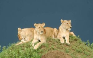 Lioness, Masai Mara National Reserve ©chege wa kariuki