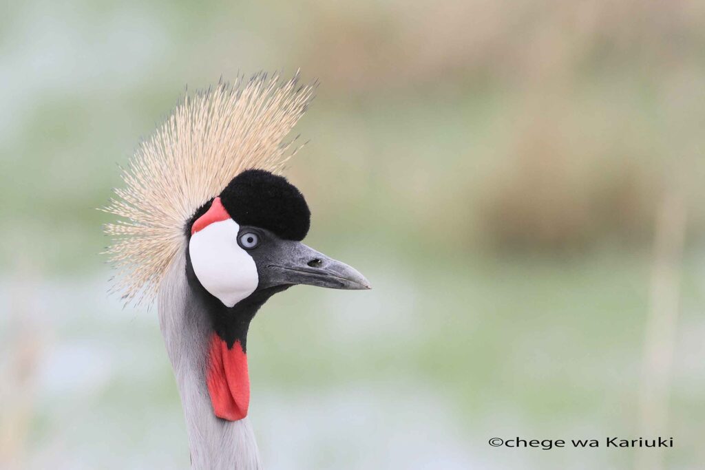 Grey Crowned Crane on a Kenya Birding Tour