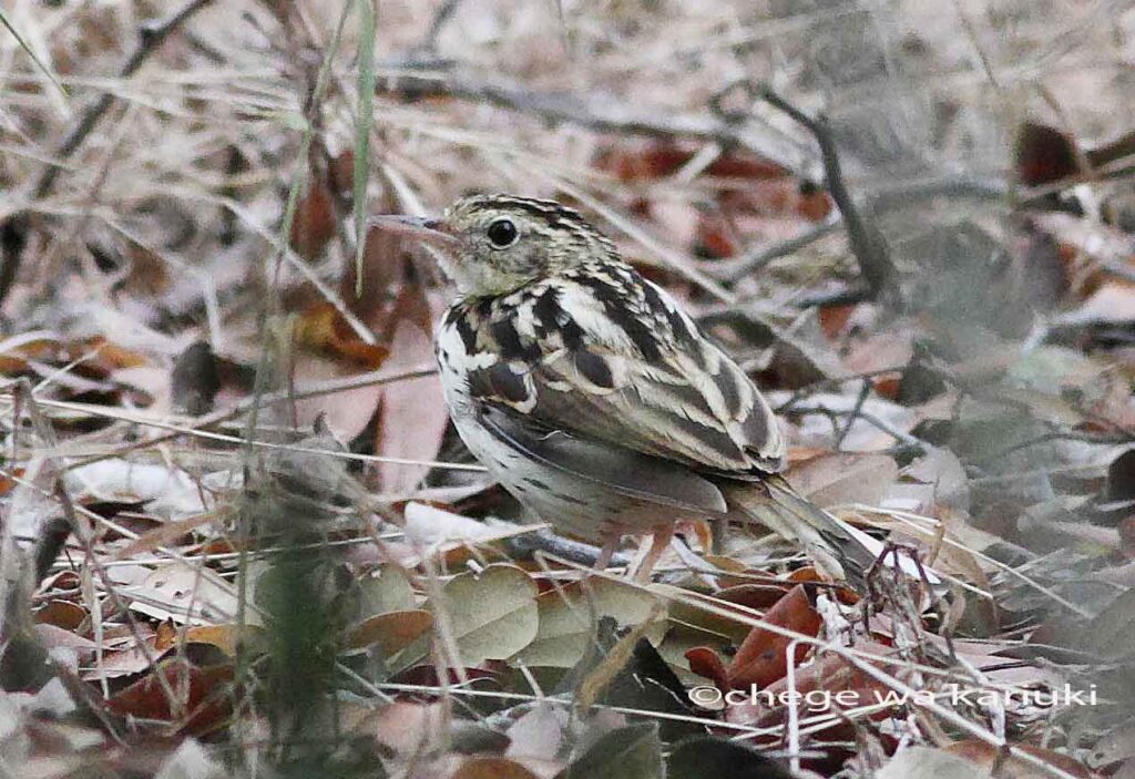 We hope to see this elusive Sokoke Pipit on this Kenya Birding Tour: