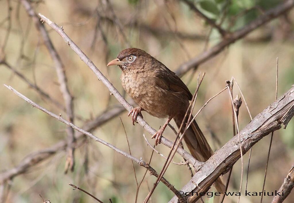 Kenya Birding Tour: Scaly Chatterer