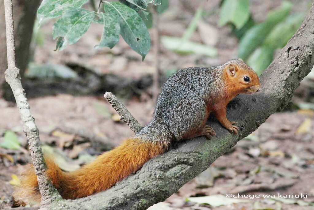 Red-bellied coast squirrel