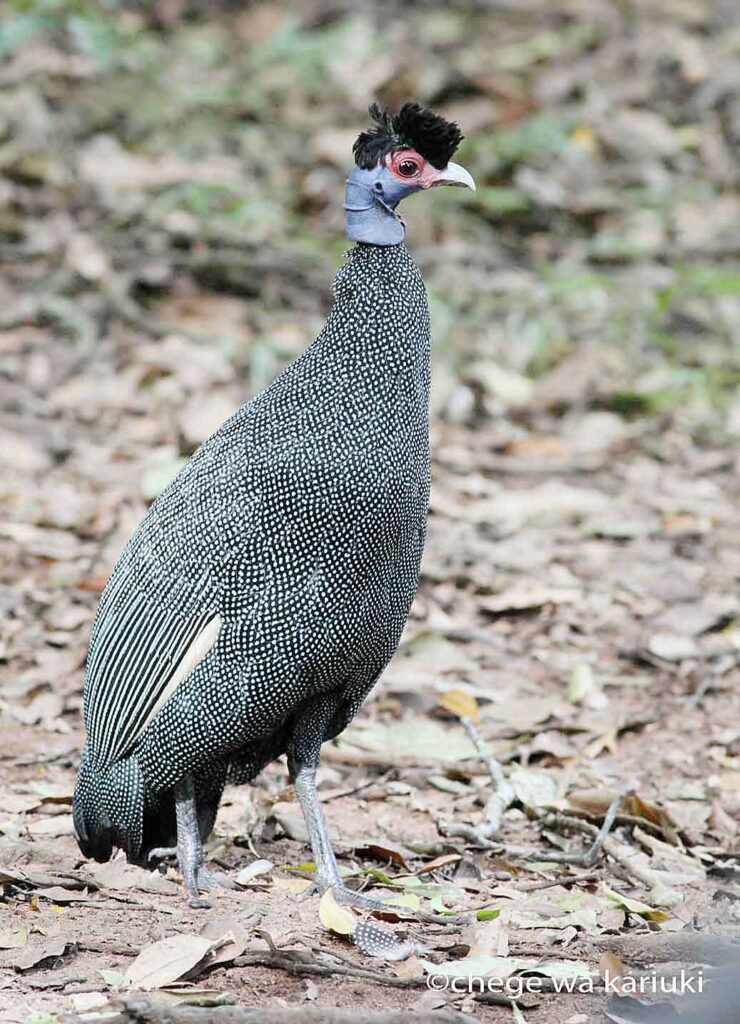 Crested Guineafowl seen on Kenya Birding Tour: