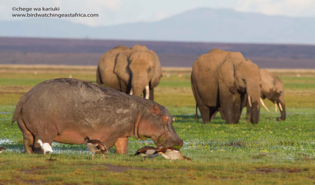 Hippo/African Elephant