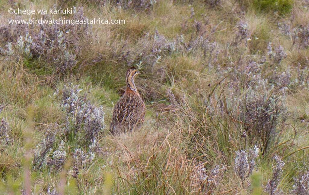 Kenya Bird Tour: Elgon Francolin