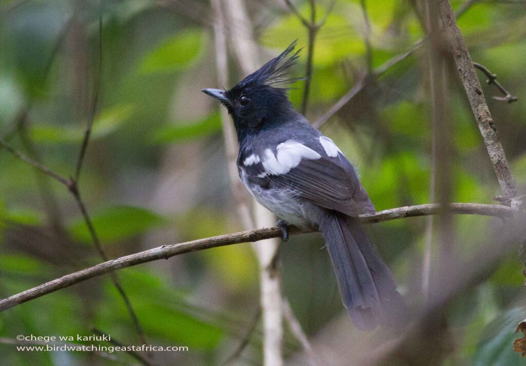 Kenya Birding Tour, Blue-mantled Crested Flycatcher