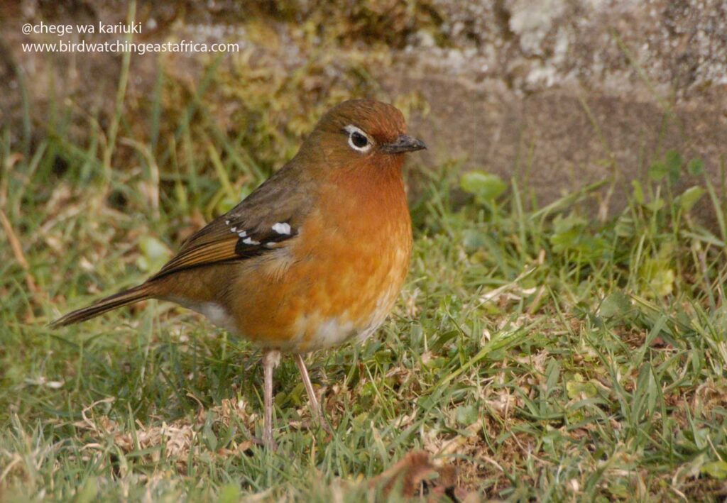 Africa Bird Tour: Abyssinian Ground Thrush