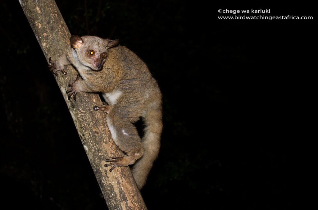 Small-eared Galago