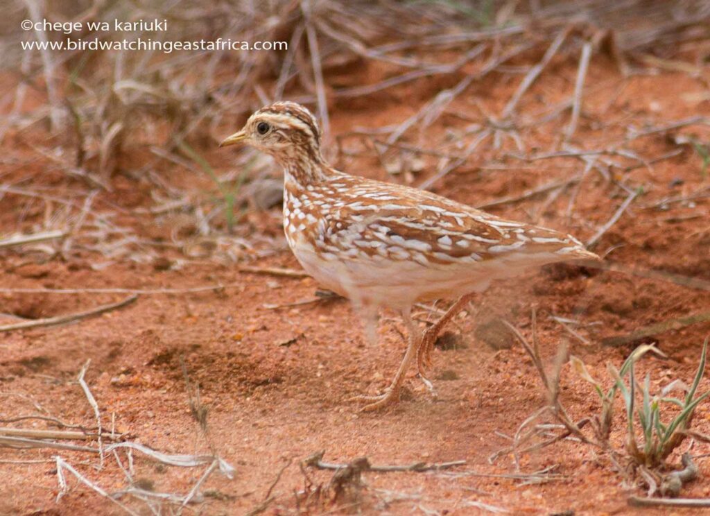 Quail-Plover