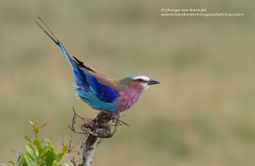 Kenya Birding Tour: Lilac-breasted Roller