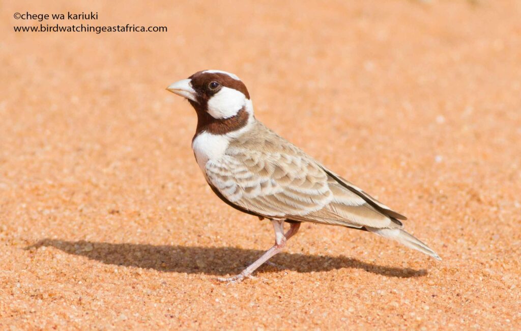 Chestnut-crowned Sparrow-Weaver