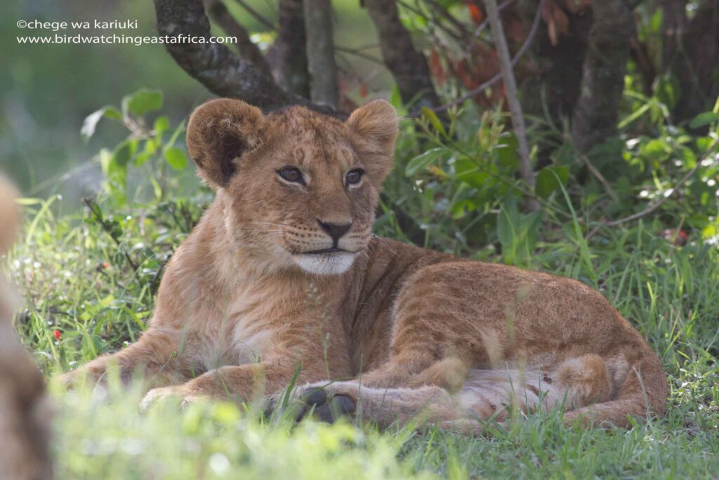 Lion cub