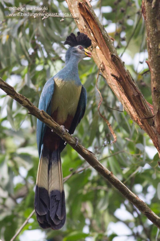 Africa Bird Tour: Great Blue Turaco