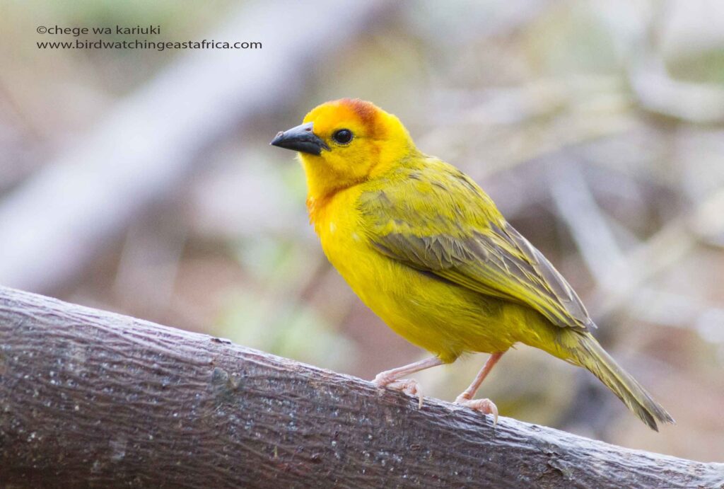 Kenya Birding Tour: Taveta Golden Weaver