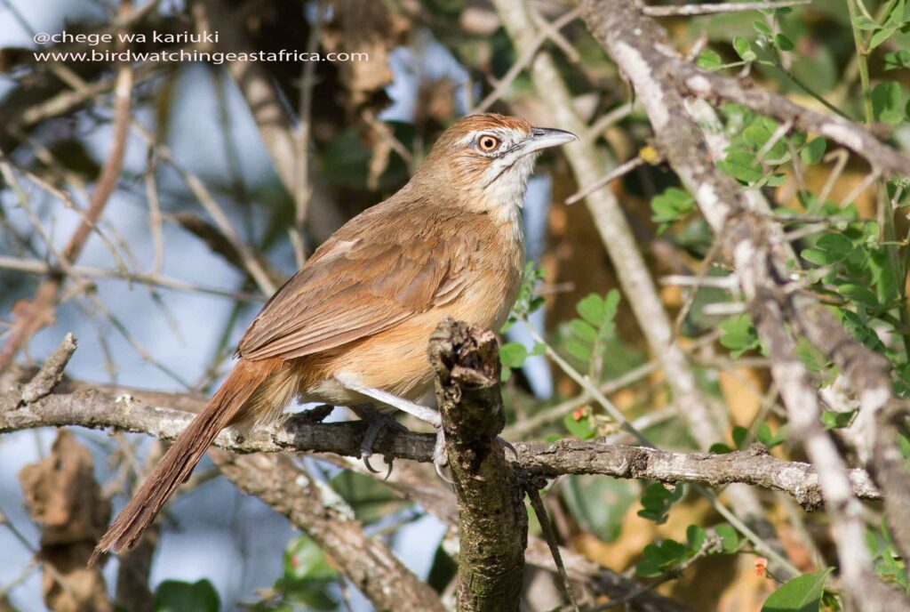 Kenya Bird Tour: African Mustached Warbler 