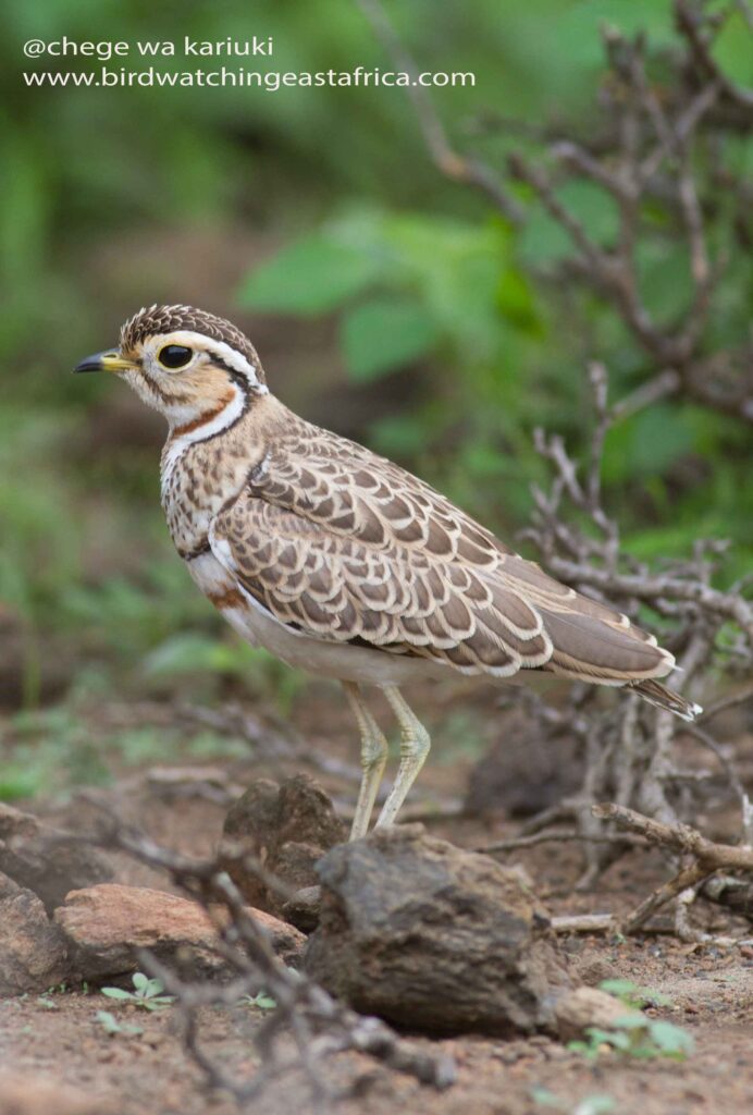 Kenya Birding Tour: Heuglin's Courser