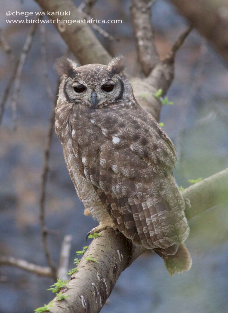 Kenya Birding Tour: Grayish Eagle-Owl