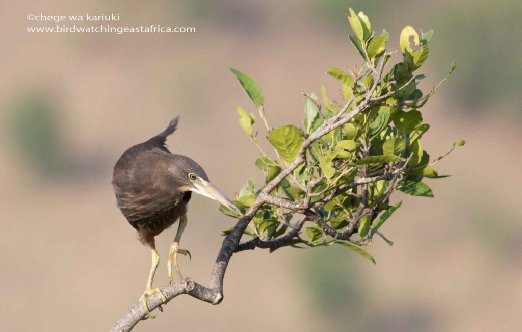 Africa Bird Tour: Rufous-bellied Heron