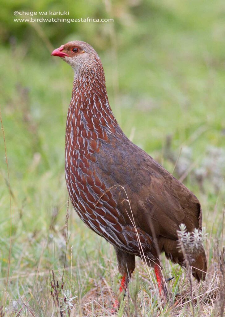 Kenya Bird Tour: Jackson's Francolin