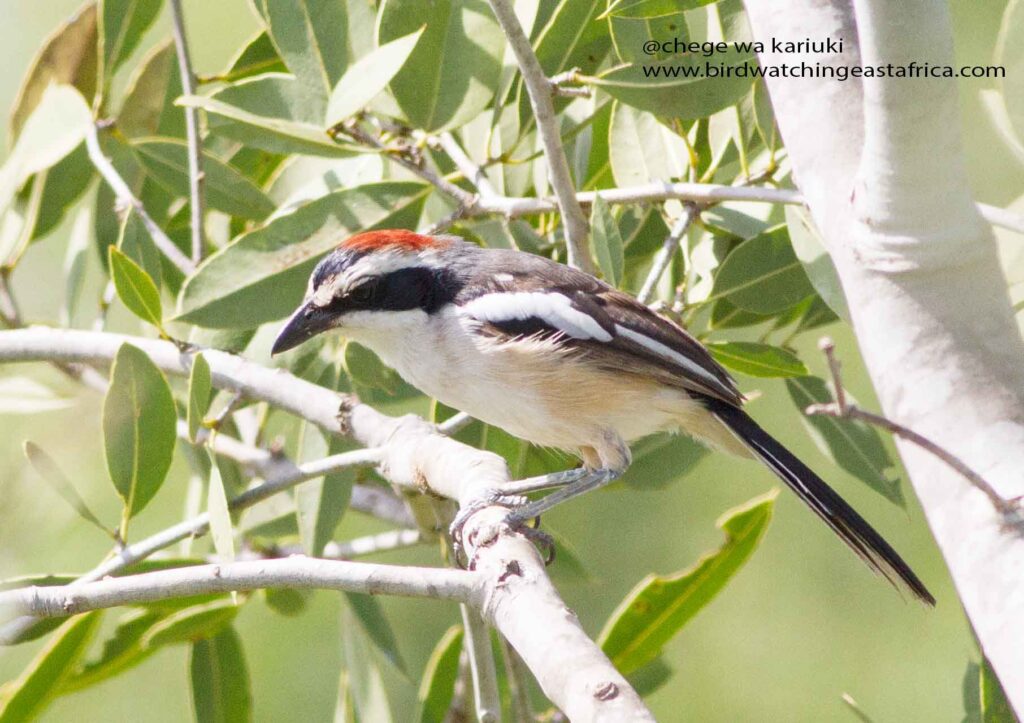 Red-naped Bush-Shrike