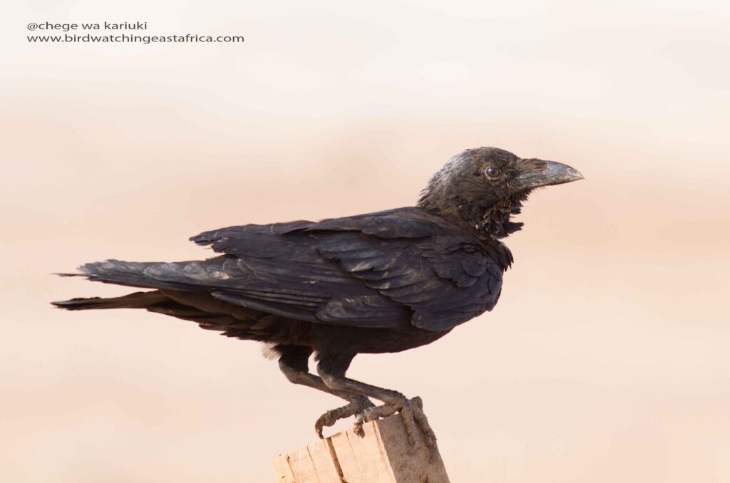 Kenya Bird Tour: Somali Crow