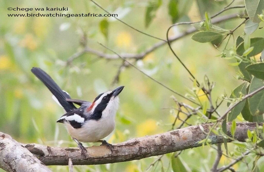 Red-naped Bush-Shrike