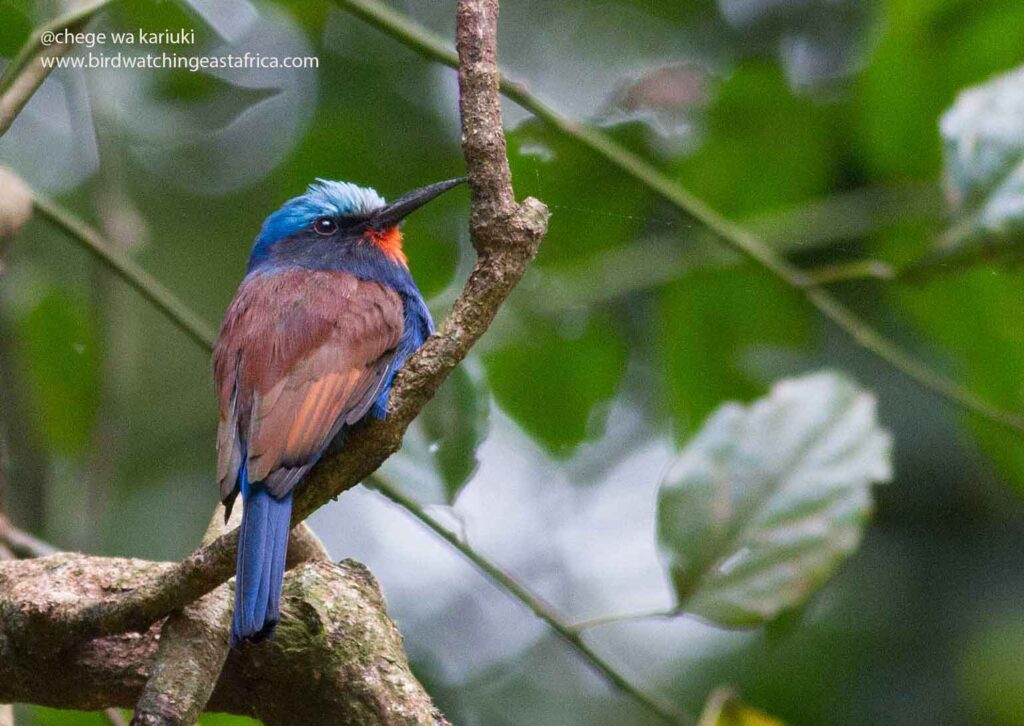 Kenya Bird Tour: Blue-headed Bee-Eater