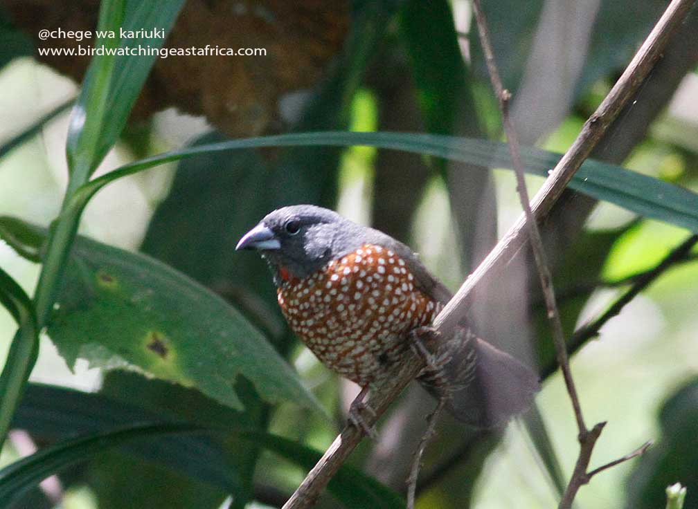 Kenya Birding Tour: Brown Twinspot